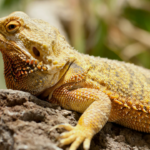 Why Bearded Dragons Make Great Pets